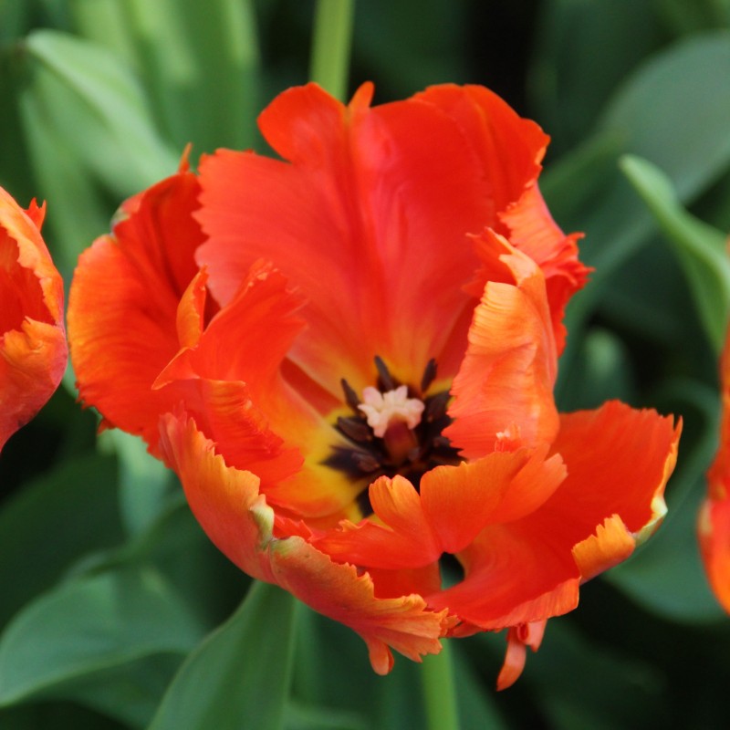 Tulipa 'Flower Power'
