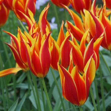 Tulipa 'Fly Away'