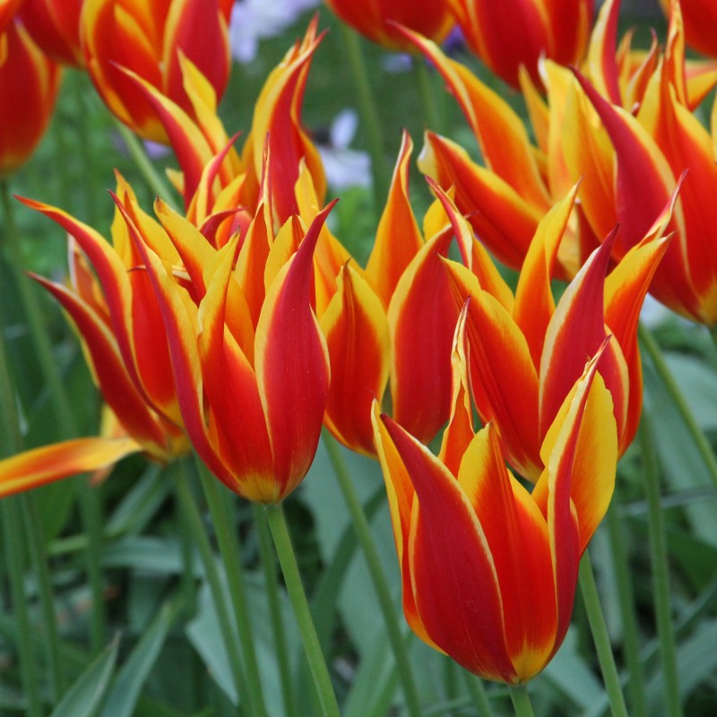 Tulipa 'Fly Away'