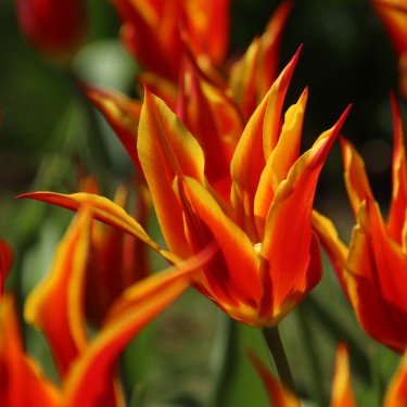 Tulipa 'Fly Away'