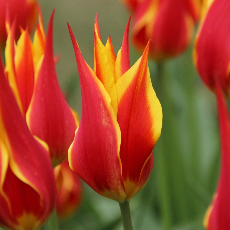 Tulipa 'Fly Away'