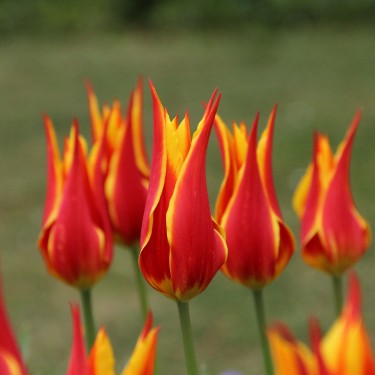 Tulipa 'Fly Away'