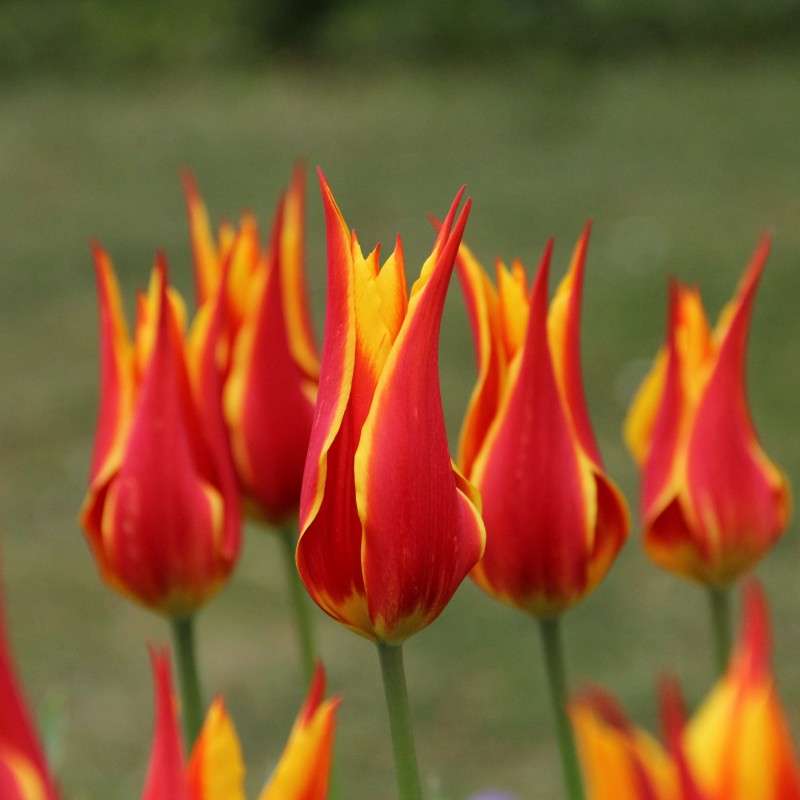 Tulipa 'Fly Away'