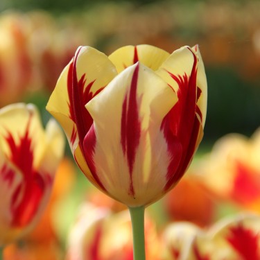 Tulipa 'Grand Perfection'