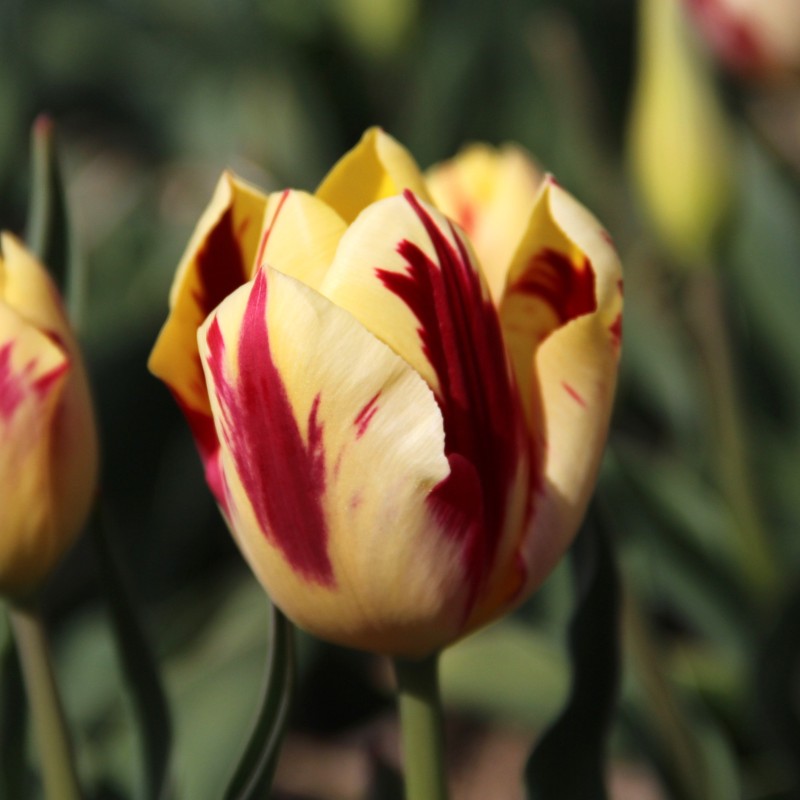 Tulipa 'Grand Perfection'