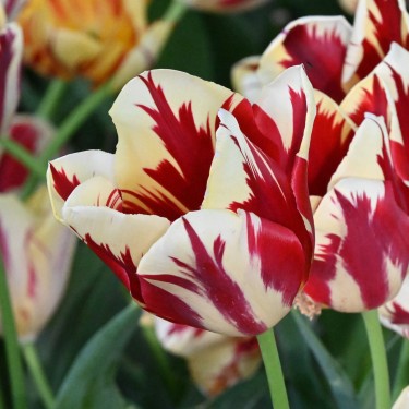Tulipa 'Grand Perfection'