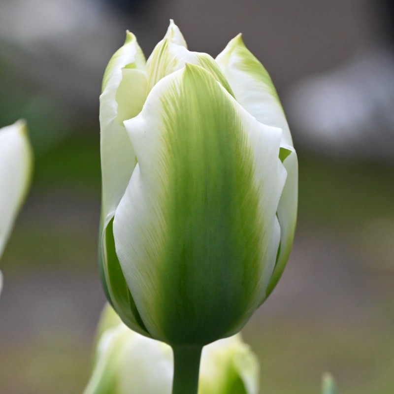 Tulipa 'Green Day'