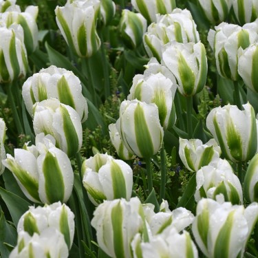 Tulipa 'Green Day'