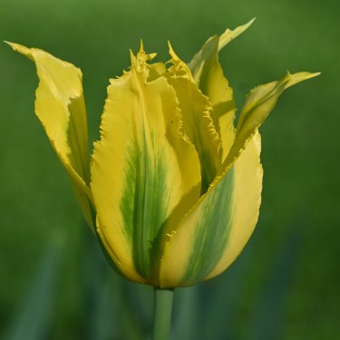 Tulipa 'Green Mile'
