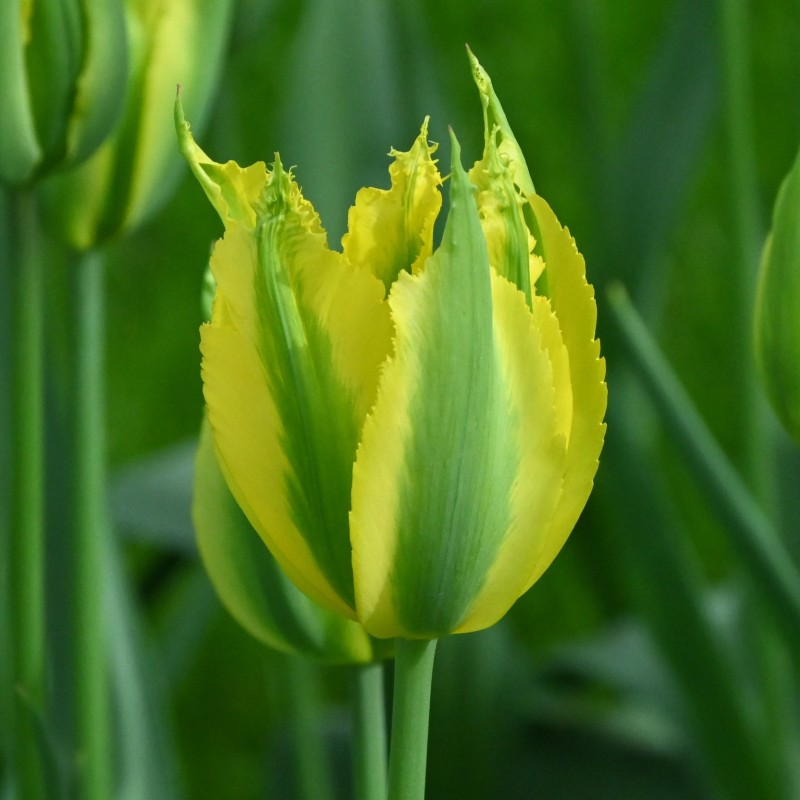Tulipa 'Green Mile'