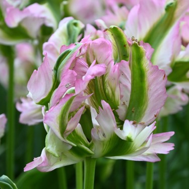 Tulipa 'Green Wave'