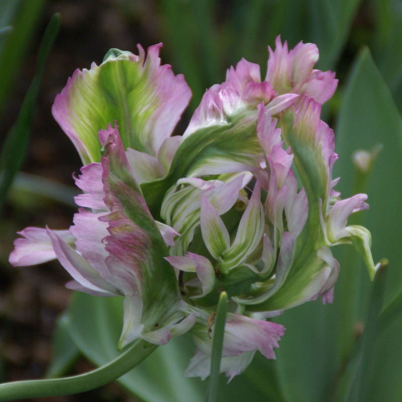 Tulipa 'Green Wave'