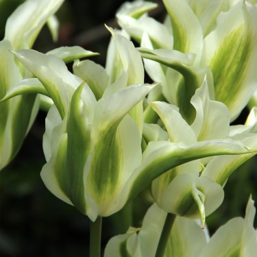 Tulipa 'Greenstar'