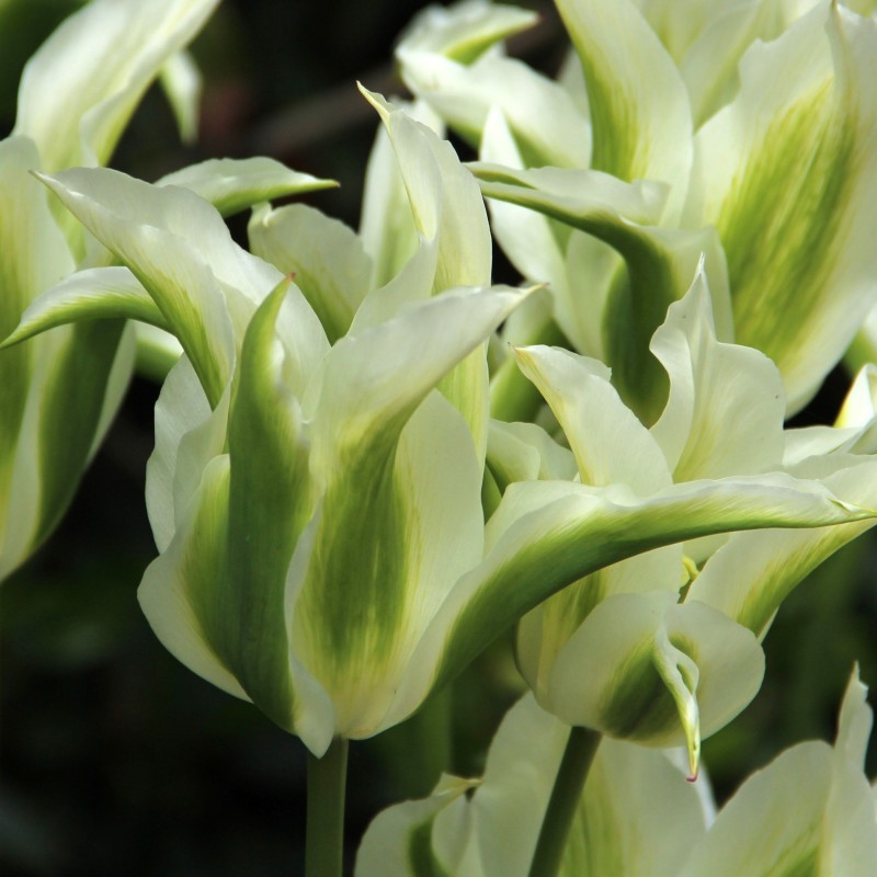 Tulipa 'Greenstar'
