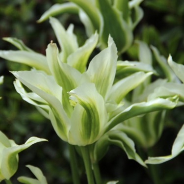 Tulipa 'Greenstar'