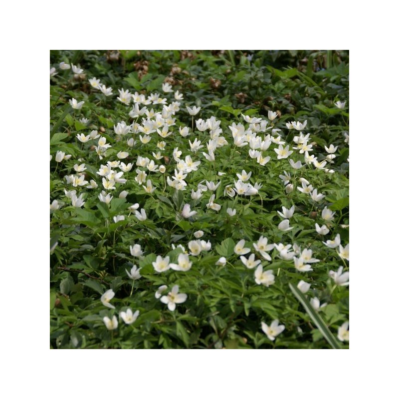 Anemone nemorosa