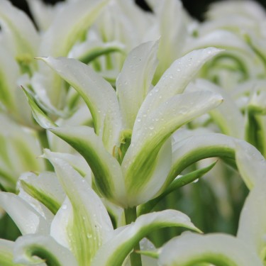 Tulipa 'Greenstar'