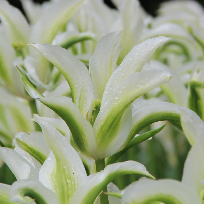 Tulipa 'Greenstar'