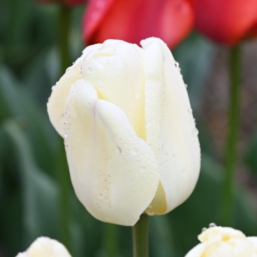 Tulipa 'Ivory Floradale'