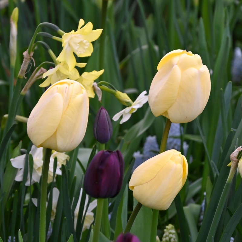 Tulipa 'Ivory Floradale'