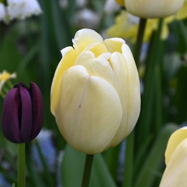 Tulipa 'Ivory Floradale'