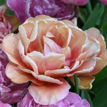 Tulipa 'La Belle Epoque'