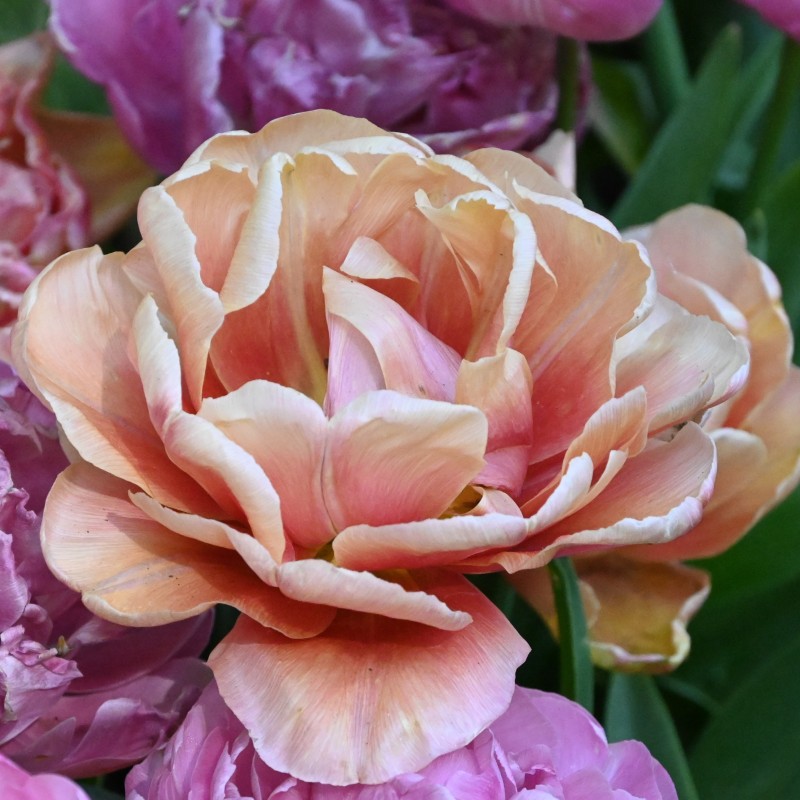 Tulipa 'La Belle Epoque'