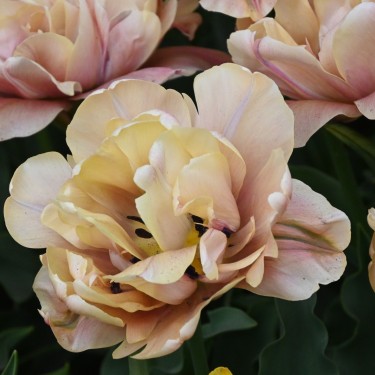 Tulipa 'La Belle Epoque'