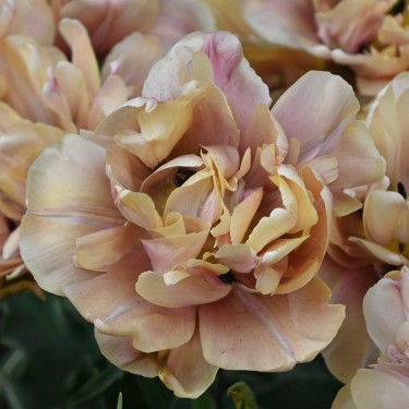 Tulipa 'La Belle Epoque'