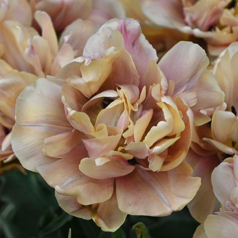 Tulipa 'La Belle Epoque'