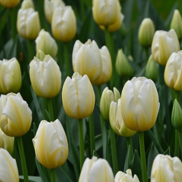 Tulipa 'Lemon Chiffon'