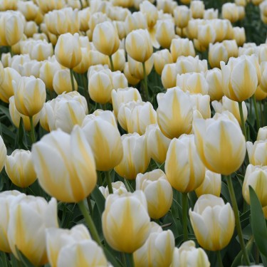 Tulipa 'Lemon Chiffon'
