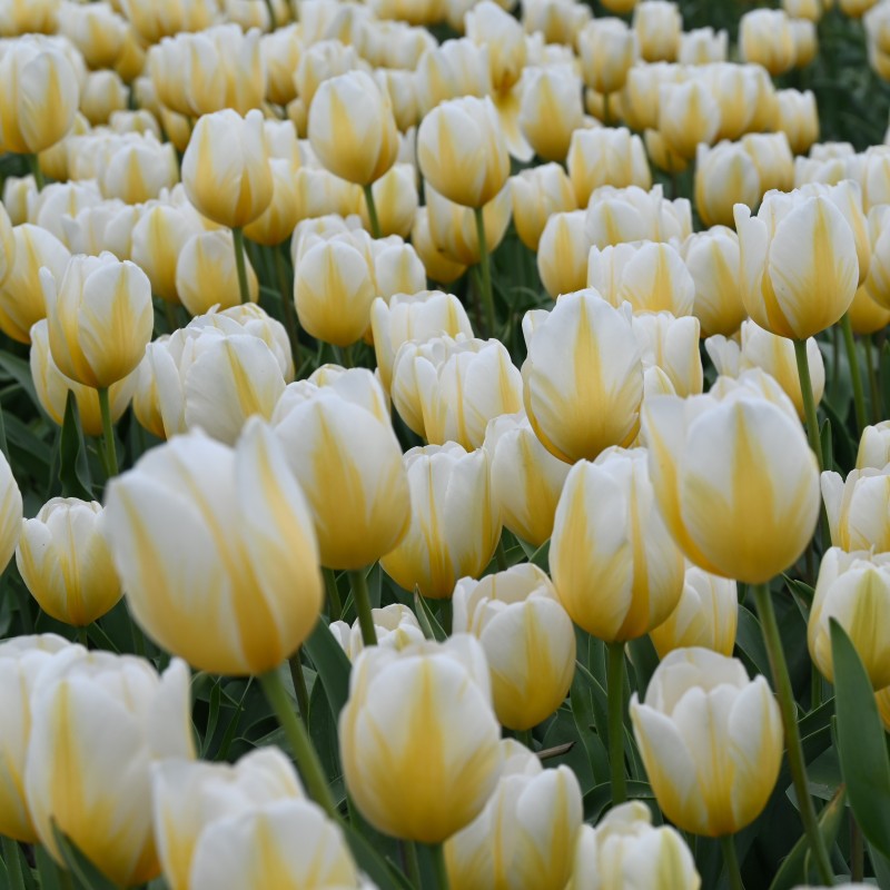Tulipa 'Lemon Chiffon'