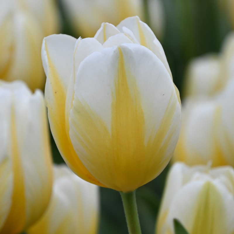 Tulipa 'Lemon Chiffon'