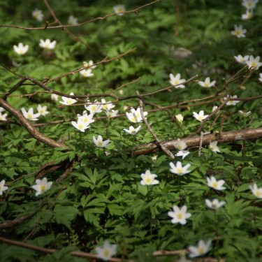 Anemone nemorosa