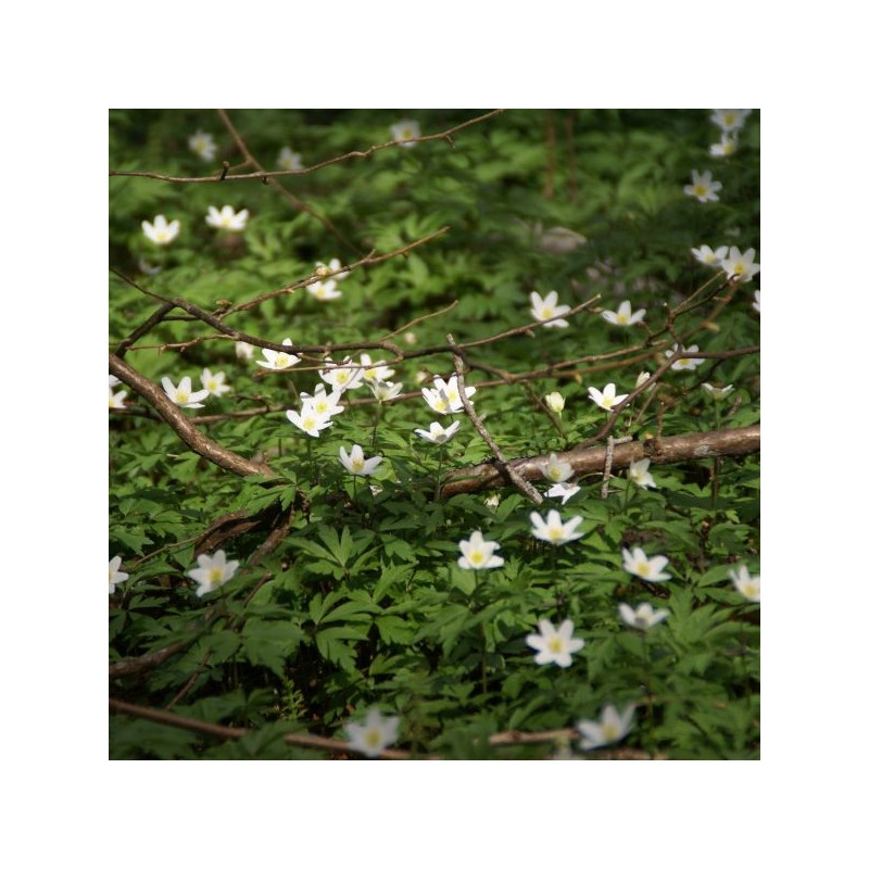 Anemone nemorosa