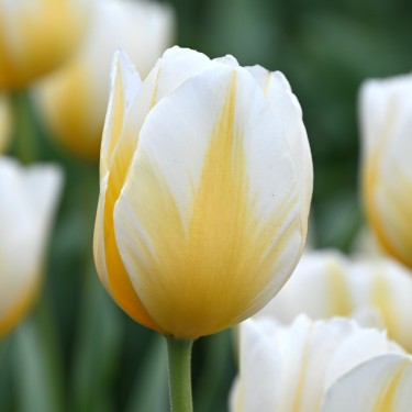 Tulipa 'Lemon Chiffon'
