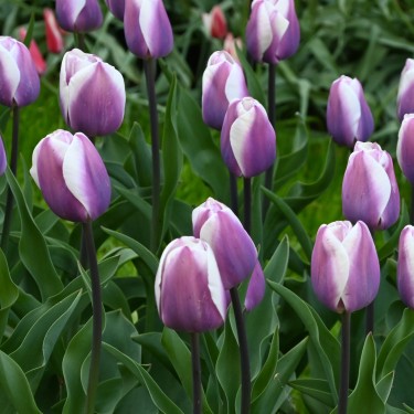Tulipa 'Librije'