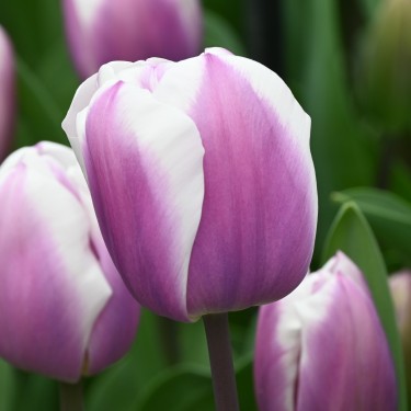 Tulipa 'Librije'