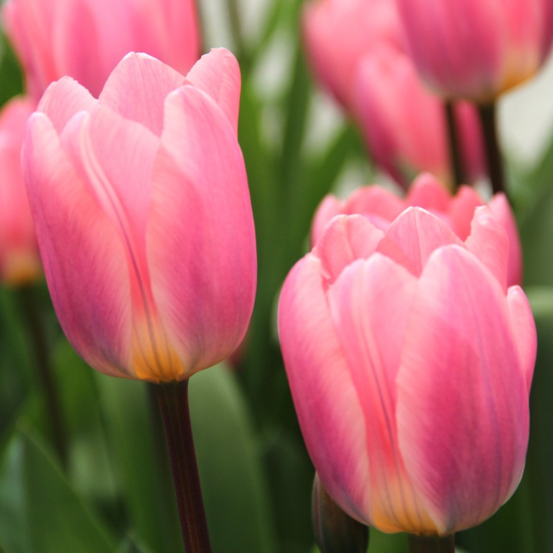 Tulipa 'Light and Dreamy'