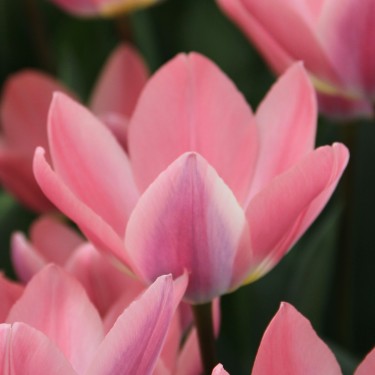 Tulipa 'Light and Dreamy'