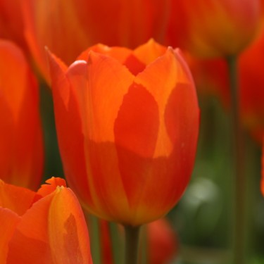 Tulipa 'Lighting Sun'