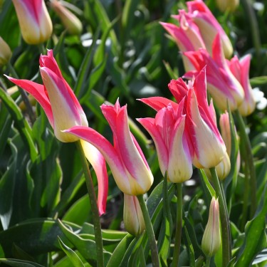 Tulipa 'Love Story'