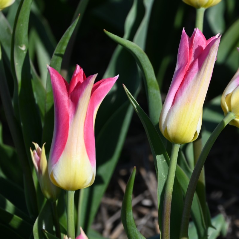 Tulipa 'Love Story'