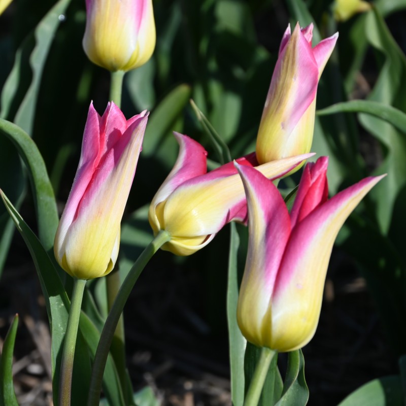Tulipa 'Love Story'