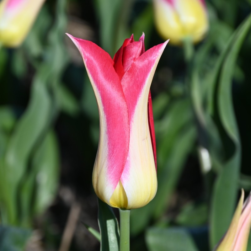 Tulipa 'Love Story'