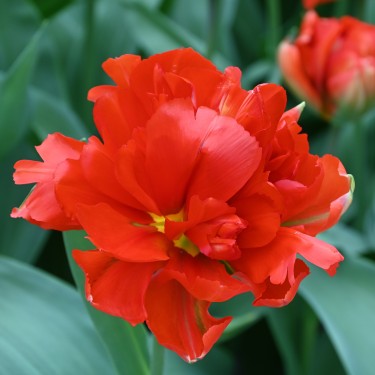 Tulipa 'Love Valley'