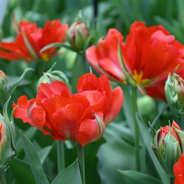 Tulipa 'Love Valley'