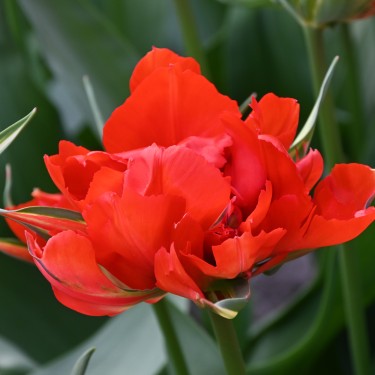 Tulipa 'Love Valley'