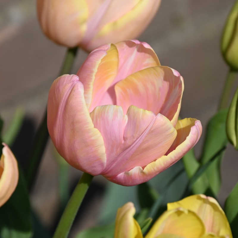 Tulipa 'Mango Charm'